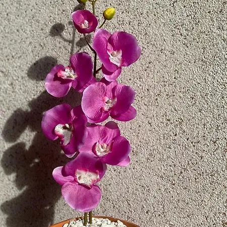 Orchid 021 Apartment Novi Sad